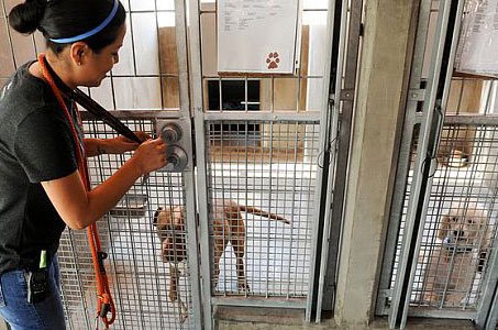 Stages voor dierenvrijwilligers in het buitenland