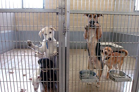 Stages voor dierenvrijwilligers in het buitenland